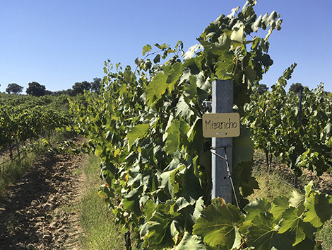 ¿Vuelven las uvas ancestrales de Castilla-La Mancha?