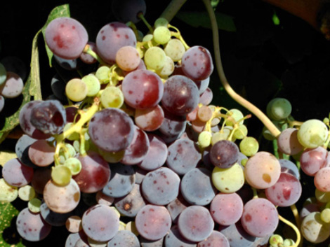 ¿Vuelven las uvas ancestrales de Castilla-La Mancha?