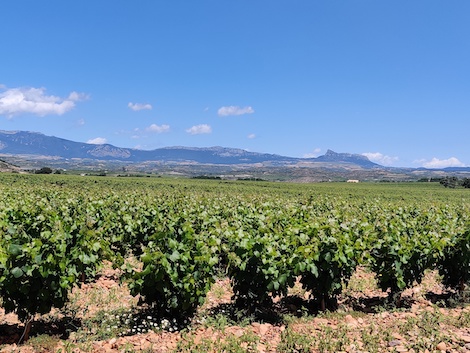 Villota: vinos de meandro en Rioja Alavesa