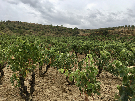 Ribera del Duero pone la vista en Rioja