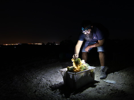 Harvest report 2020 (II): Southern Spain