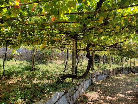 Forjas del Salnés, the producer who revived the red wines of Rías Baixas