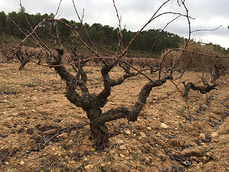 Gratias: reviving indigenous grapes in southeast Spain