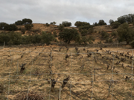 Dominio de Atauta: en el valle de las viñas centenarias