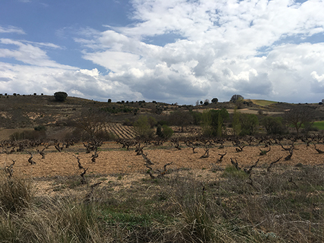 Soria: where old vines make a difference in Ribera del Duero