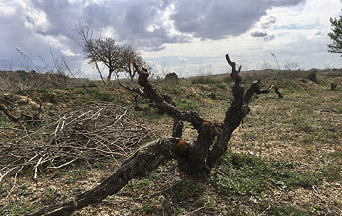 Soria: where old vines make a difference in Ribera del Duero