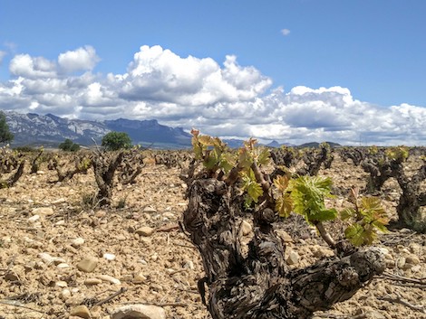 Volume or quality in Rioja? 200 small wineries voice their discontent