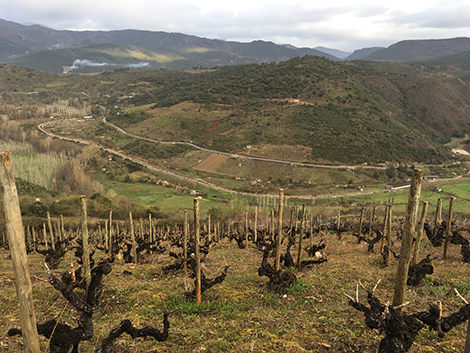 What to expect from the new Bierzo categories