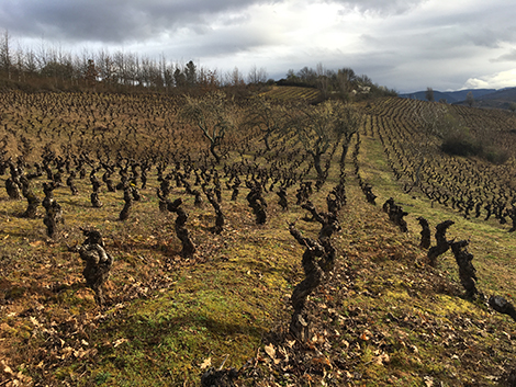 What to expect from the new Bierzo categories