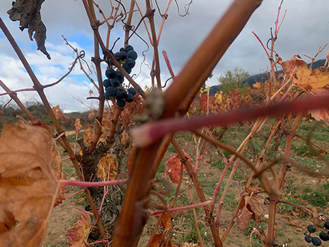 Harvest report 2021 (I): North of Spain