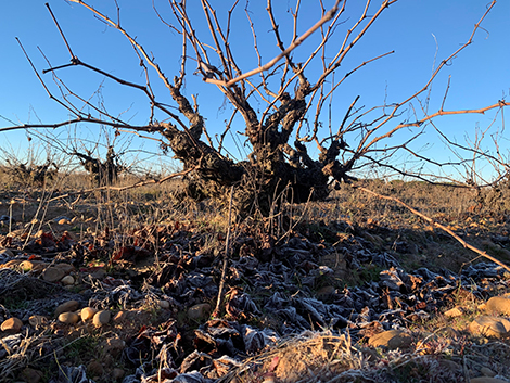 Pagos de Villavendimia defiende el vaso en sus viñas de La Seca 