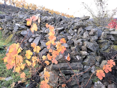 O Cabalín: Recuperando viñas abandonadas en Valdeorras