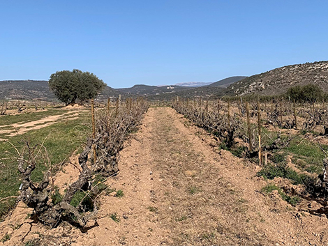 Lagravera: making wine in the land of erased vines