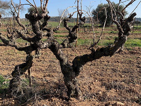 Lagravera: making wine in the land of erased vines