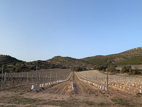 Lagravera: haciendo vino en el territorio de las viñas borradas