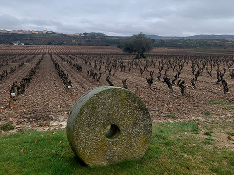 50 años de Contino, pionero de los vinos de finca en Rioja