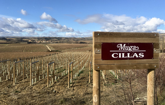 Exploring Muga’s vineyards in Rioja